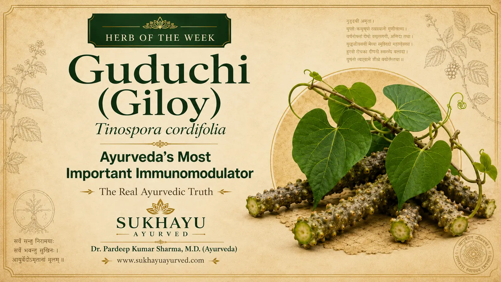Guduchi (Giloy): Ayurveda's Most Important Immunomodulator — Explained by a Physician