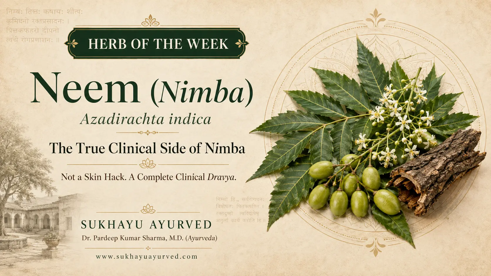 Neem in Ayurveda: The True Clinical Side of Nimba
