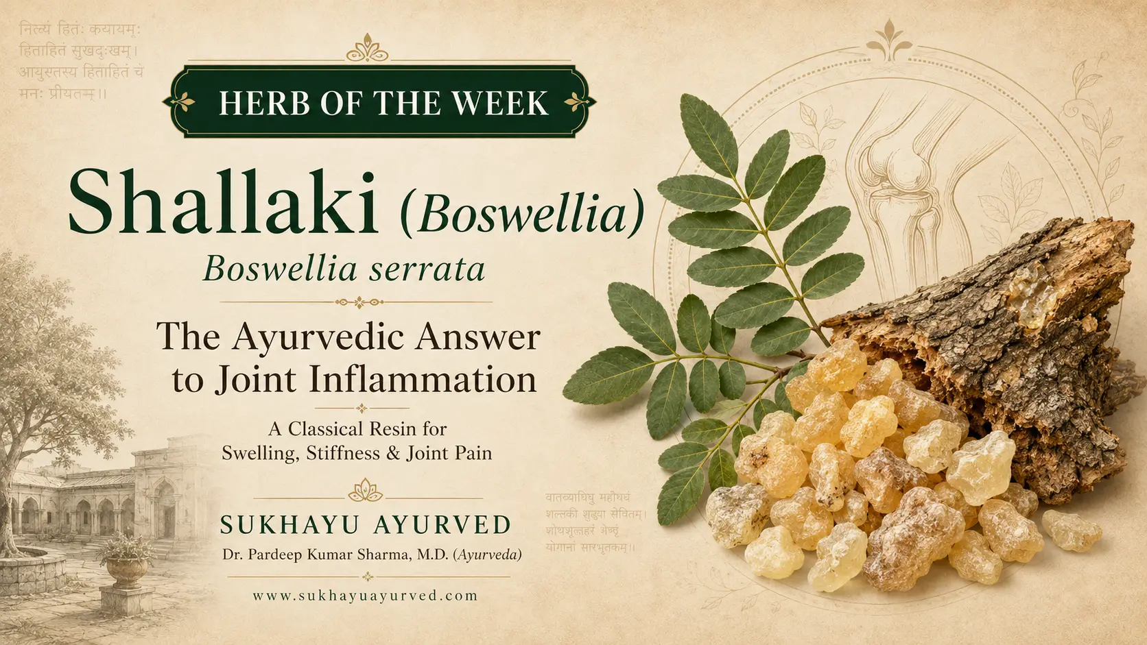Shallaki (Boswellia): the Ayurvedic Answer to Joint Inflammation